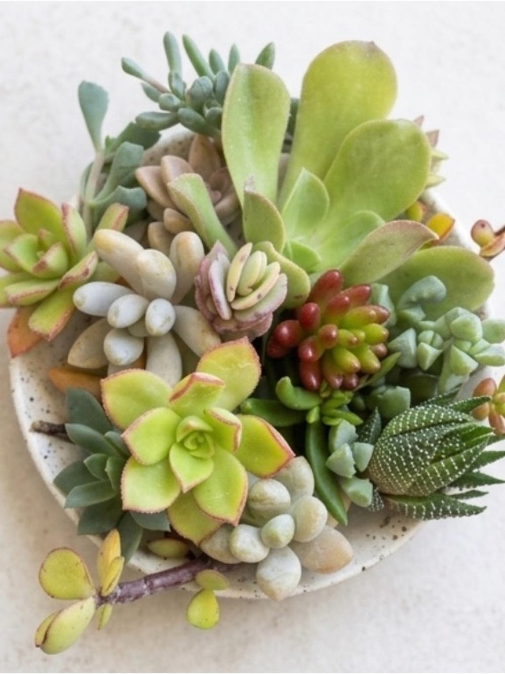 10 Assorted Live Succulent Cuttings | Fresh Garden Clippings DIY Variety Pack
